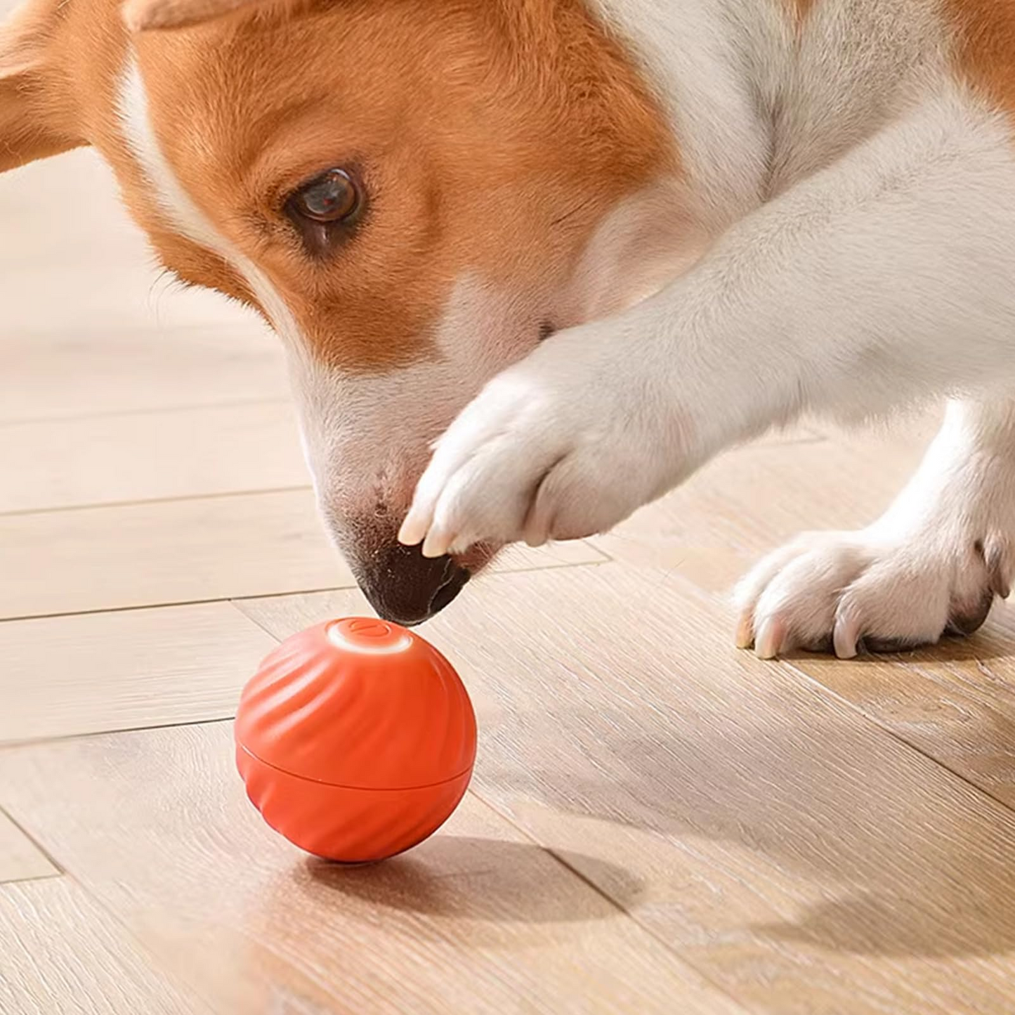 Electric Dog Toy